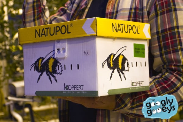 Iceland imports bees